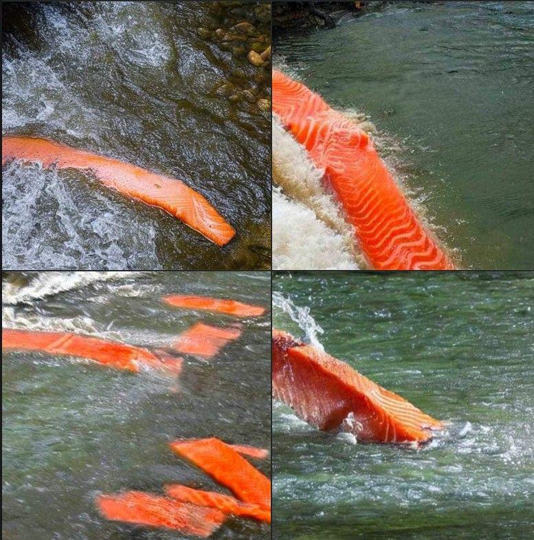 Salmon fillets in river made by AI